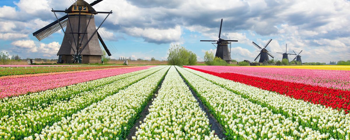 Blütenreiche Niederlande mit Keukenhof & Amsterdam