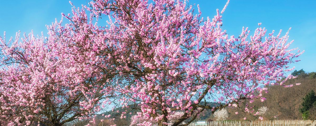 Romantisches Heidelberg und Pfälzer Mandelblüte