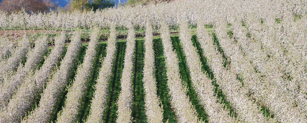 Zur Apfelblüte nach Südtirol