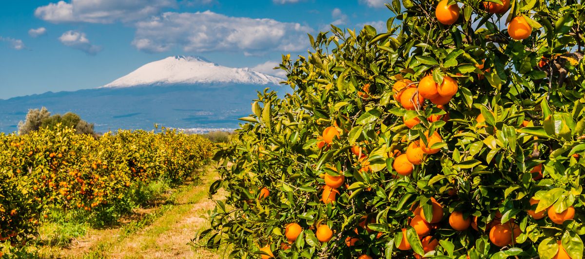 Sizilien zur Orangenernte