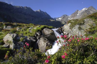 Alpenrosenblüte im Ötztal 