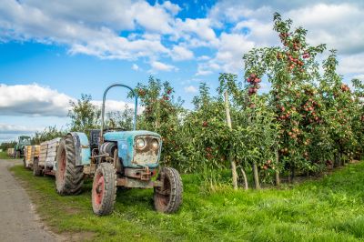 Apfelernte im Alten Land