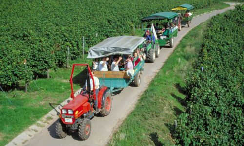 Deutsche Weine - gute Stimmung bei der Traktorfahrt in den Weinbergen