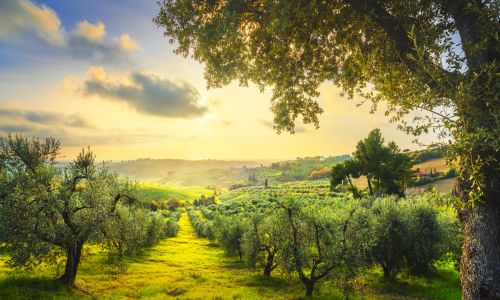 Olivenplantage in der Toskana