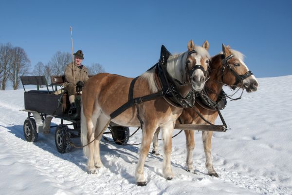 Pferdekutsche im Winter