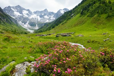 Frühling mit Alpenrosen in den Alpen