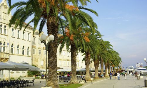 Palmenpromenade in Trogir