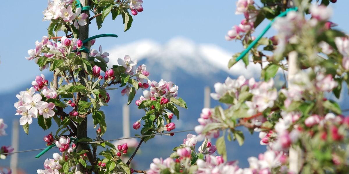 Südtirol mit Apfelblütenfest in Natz & Blumenmarkt in Bozen